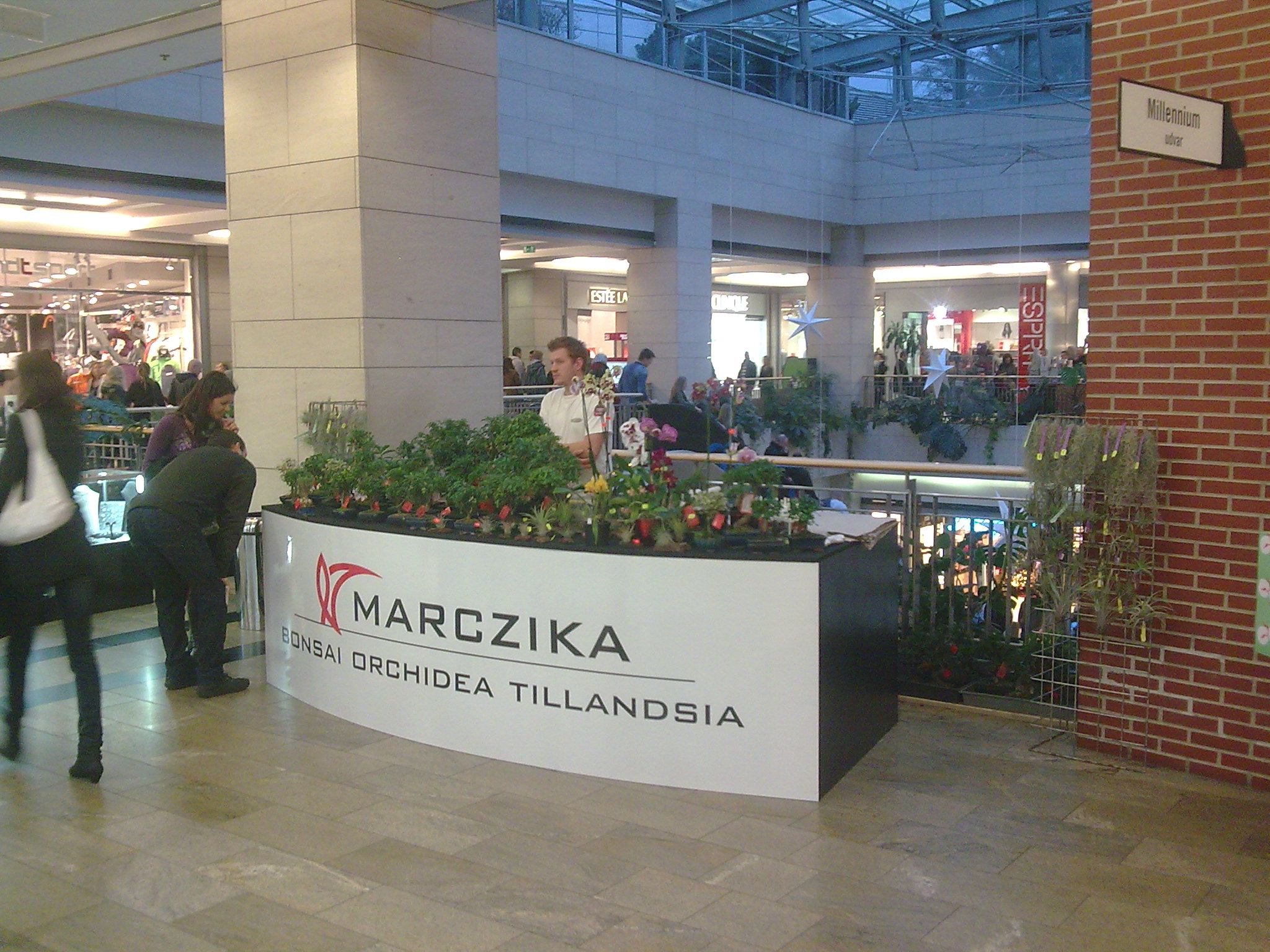 bonsai, orchidea, tillandsia, marczika, westend marczika bonsai studio a westend city centerben